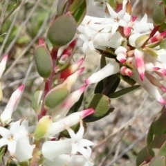 Brachyloma daphnoides (Daphne Heath) at Mount Fairy, NSW - 1 Nov 2021 by JanetRussell