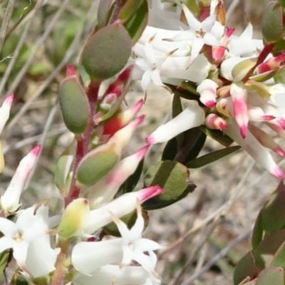 Brachyloma daphnoides (Daphne Heath) at Mount Fairy, NSW - 1 Nov 2021 by JanetRussell