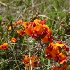 Dillwynia sericea (Egg And Bacon Peas) at Mount Fairy, NSW - 1 Nov 2021 by JanetRussell