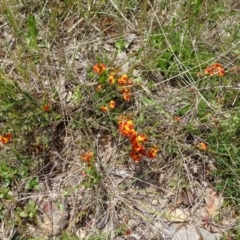 Dillwynia sericea at Mount Fairy, NSW - 1 Nov 2021