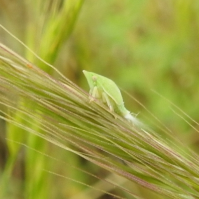Siphanta sp. (genus) (Green planthopper, Torpedo bug) at Bullen Range - 21 Nov 2021 by HelenCross