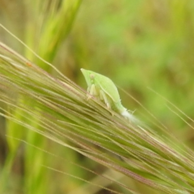 Siphanta sp. (genus) (Green planthopper, Torpedo bug) at Paddys River, ACT - 21 Nov 2021 by HelenCross