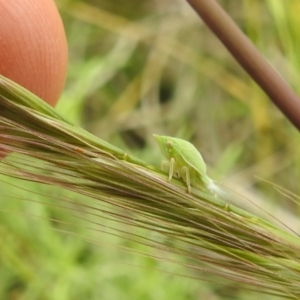 Siphanta sp. (genus) at Paddys River, ACT - 21 Nov 2021