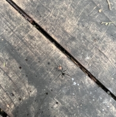 Leptomyrmex erythrocephalus (Spider ant) at Paddys River, ACT - 21 Nov 2021 by SteveBorkowskis