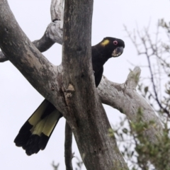 Zanda funerea at Paddys River, ACT - 21 Nov 2021