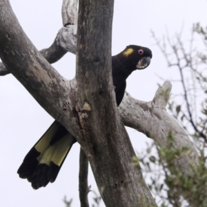 Zanda funerea at Paddys River, ACT - 21 Nov 2021