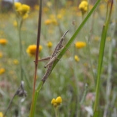 Keyacris scurra (Key's Matchstick Grasshopper) at Bullen Range - 21 Nov 2021 by HelenCross