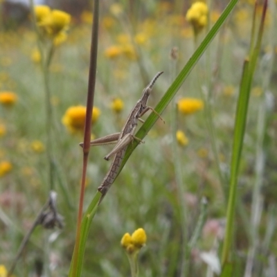 Keyacris scurra (Key's Matchstick Grasshopper) at Bullen Range - 21 Nov 2021 by HelenCross