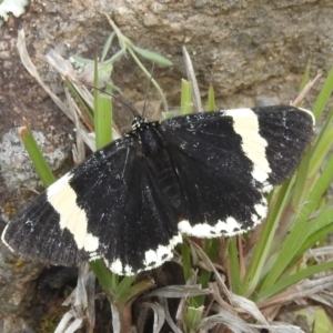 Eutrichopidia latinus at Paddys River, ACT - 21 Nov 2021