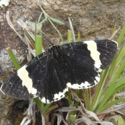 Eutrichopidia latinus (Yellow-banded Day-moth) at Paddys River, ACT - 21 Nov 2021 by HelenCross