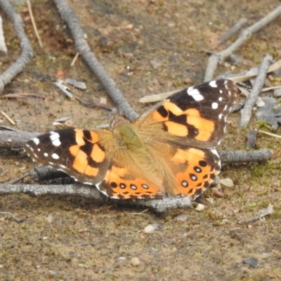 Vanessa kershawi (Australian Painted Lady) at Bullen Range - 21 Nov 2021 by HelenCross