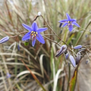 Dianella revoluta var. revoluta at Paddys River, ACT - 21 Nov 2021