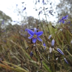 Dianella revoluta var. revoluta at Paddys River, ACT - 21 Nov 2021 04:36 PM