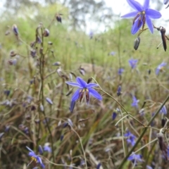 Dianella revoluta var. revoluta at Paddys River, ACT - 21 Nov 2021 04:36 PM