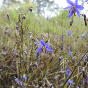 Dianella revoluta var. revoluta at Paddys River, ACT - 21 Nov 2021