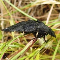 Melanodes anthracitaria at Paddys River, ACT - 21 Nov 2021