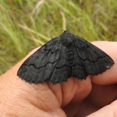 Melanodes anthracitaria at Paddys River, ACT - 21 Nov 2021 04:58 PM