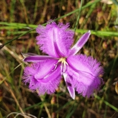 Thysanotus tuberosus (Common Fringe-lily) at Cook, ACT - 19 Nov 2021 by drakes