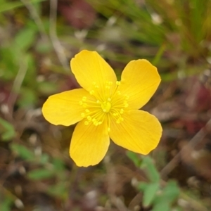 Hypericum gramineum at Cook, ACT - 19 Nov 2021