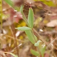 Hypericum gramineum at Cook, ACT - 19 Nov 2021