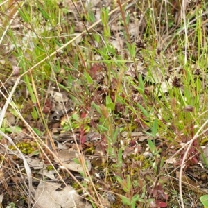 Hypericum gramineum at Cook, ACT - 19 Nov 2021