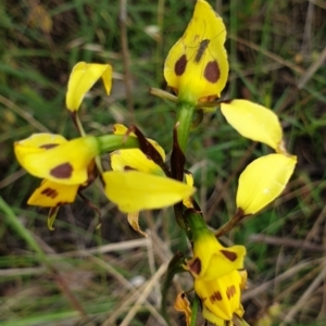 Diuris sulphurea at Cook, ACT - suppressed