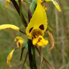 Diuris sulphurea at Cook, ACT - suppressed