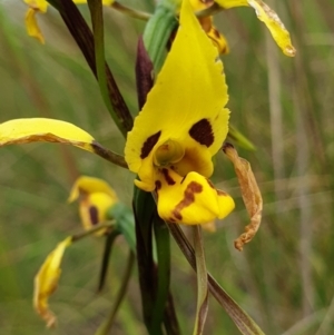 Diuris sulphurea at Cook, ACT - suppressed