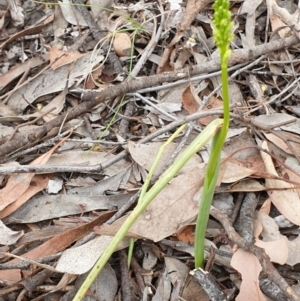 Microtis sp. at Cook, ACT - suppressed