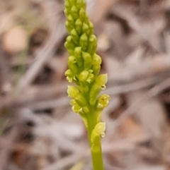 Microtis sp. at Cook, ACT - suppressed