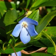 Billardiera heterophylla (Western Australian Bluebell Creeper) at Cook, ACT - 18 Nov 2021 by drakes