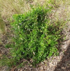 Billardiera heterophylla at Cook, ACT - 19 Nov 2021 08:33 AM