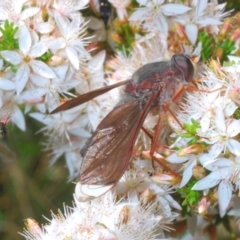 Comptosia stria (A bee fly) at Paddys River, ACT - 18 Nov 2021 by Harrisi