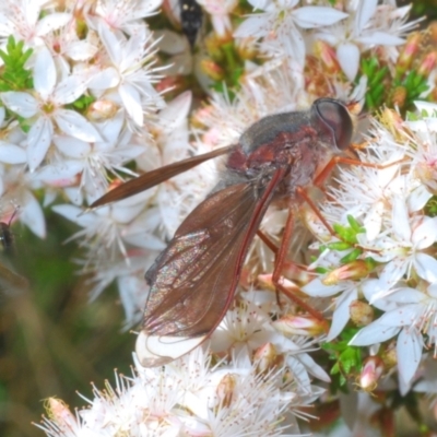 Comptosia stria (A bee fly) at Paddys River, ACT - 18 Nov 2021 by Harrisi