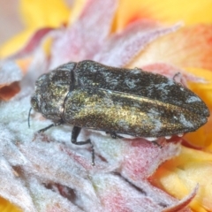 Ethonion reichei at Cotter River, ACT - 18 Nov 2021 11:14 PM