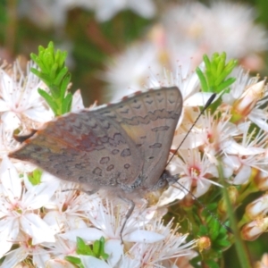 Paralucia aurifera at Paddys River, ACT - 18 Nov 2021