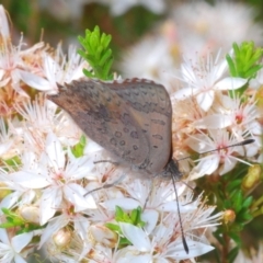 Paralucia aurifera at Paddys River, ACT - 18 Nov 2021