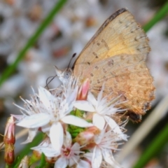 Paralucia aurifera at Paddys River, ACT - 18 Nov 2021