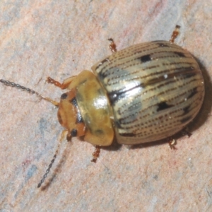 Faex sp. (genus) at Cotter River, ACT - 18 Nov 2021