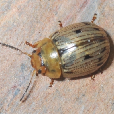 Faex sp. (genus) (Faex Leaf Beetle) at Cotter River, ACT - 18 Nov 2021 by Harrisi