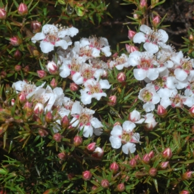 Leptospermum arachnoides (Spidery Tea-tree) at Tinderry, NSW - 20 Nov 2021 by Harrisi