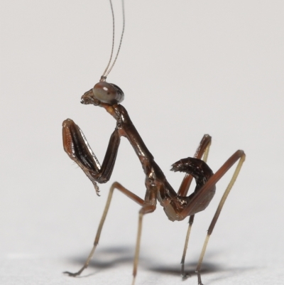 Mantodea (order) (Unidentified praying mantis) at Evatt, ACT - 20 Nov 2021 by TimL