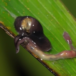 Anisorhynchodemus guttatus at Acton, ACT - 21 Nov 2021