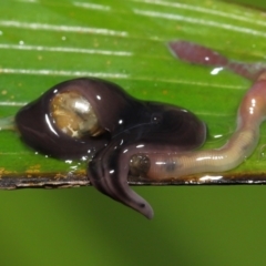 Anisorhynchodemus guttatus at Acton, ACT - 21 Nov 2021 11:02 AM