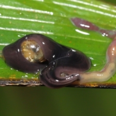 Anisorhynchodemus guttatus at Acton, ACT - 21 Nov 2021