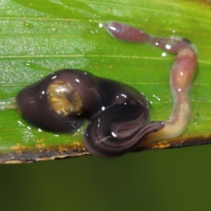 Anisorhynchodemus guttatus at Acton, ACT - 21 Nov 2021