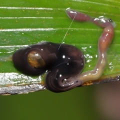 Anisorhynchodemus guttatus at Acton, ACT - 21 Nov 2021 11:02 AM