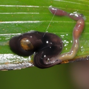 Anisorhynchodemus guttatus at Acton, ACT - 21 Nov 2021