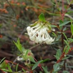 Pimelea linifolia (Slender Rice Flower) at Molonglo Valley, ACT - 21 Nov 2021 by MatthewFrawley