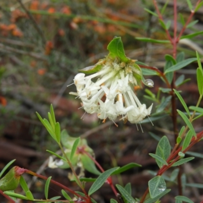 Pimelea linifolia (Slender Rice Flower) at Molonglo Valley, ACT - 21 Nov 2021 by MatthewFrawley